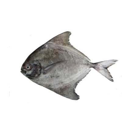 Black Pomfret (কালো রূপচাঁদা)