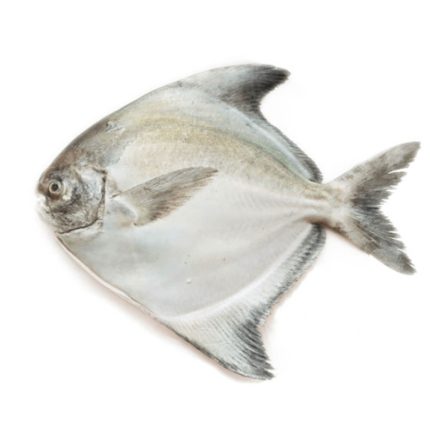 Chinese Pomfret (চাইনিজ রূপচাঁদা)