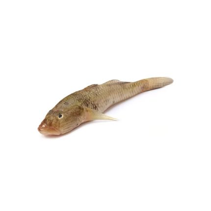 Deshi Baila fish (দেশি বাইলা মাছ)