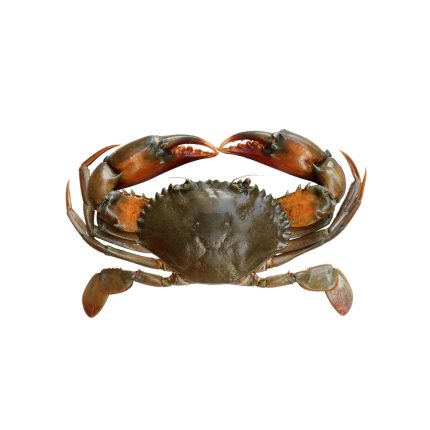 Deshi Crab 🦀 (দেশি কাঁকড়া)