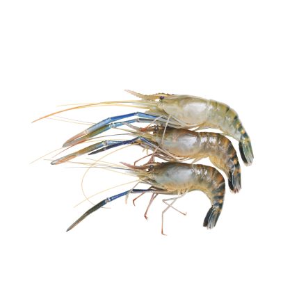 Golda Shrimp (গলদা চিংড়ি)