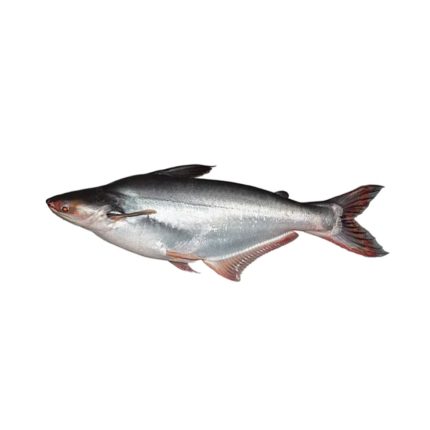 River Pangas (নদীর পাঙ্গাস)