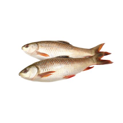 Rohu Fish (রুই মাছ)