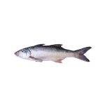 Selmon Fish (লাক্ষ্যা মাছ)