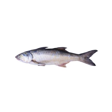 Selmon Fish (লাক্ষ্যা মাছ)