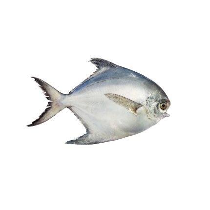 White Pomfret (রূপচাঁদা)