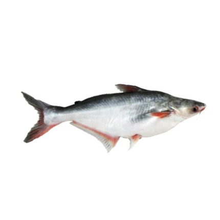 Frozen Pangasius (সমুদ্রের ফ্রোজেন পাঙ্গাস)