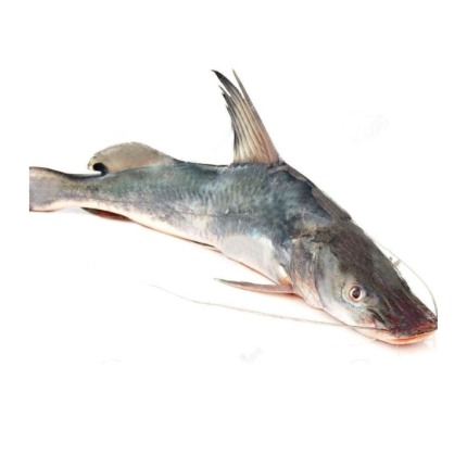 air fish (আইর মাছ)