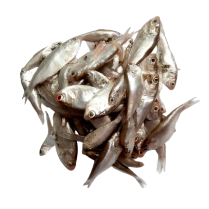 capila (চাপিলা)