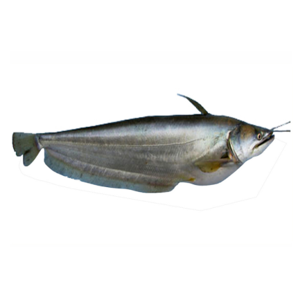boyal (বোয়াল মাছ)