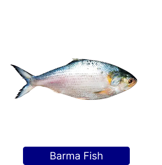 barma 2