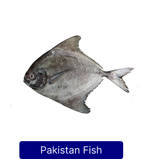 pakistani